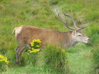 Edinburgh - Loch Lomomd - Glencoe - Ballachulish - Fort William
