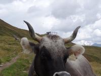 Serfaus - Murmeltiersteig