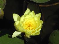 San Francisco - Buena Vista Park - Botanical Garden