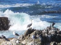 Monterey - Pebble Beach - Big Sur - Monterey