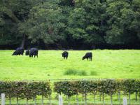 Rochestown - Killarney Park - Muckross House - Ring of Kerry - Killarney