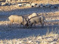 The African South - Day 2 - Windhoek - Namib Desert