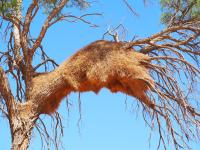 The African South - Day 3 - Deadvlei