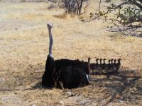 The African South - Day 6 - Etosha NP