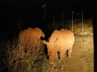 The African South - Day 14 - Selibe-Phikwe - Mapesu Game Reserve