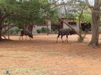 The African South - Day 16 - Mapesu Game Reserve - Krüger NP