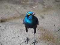 The African South - Day 17 - Krüger NP